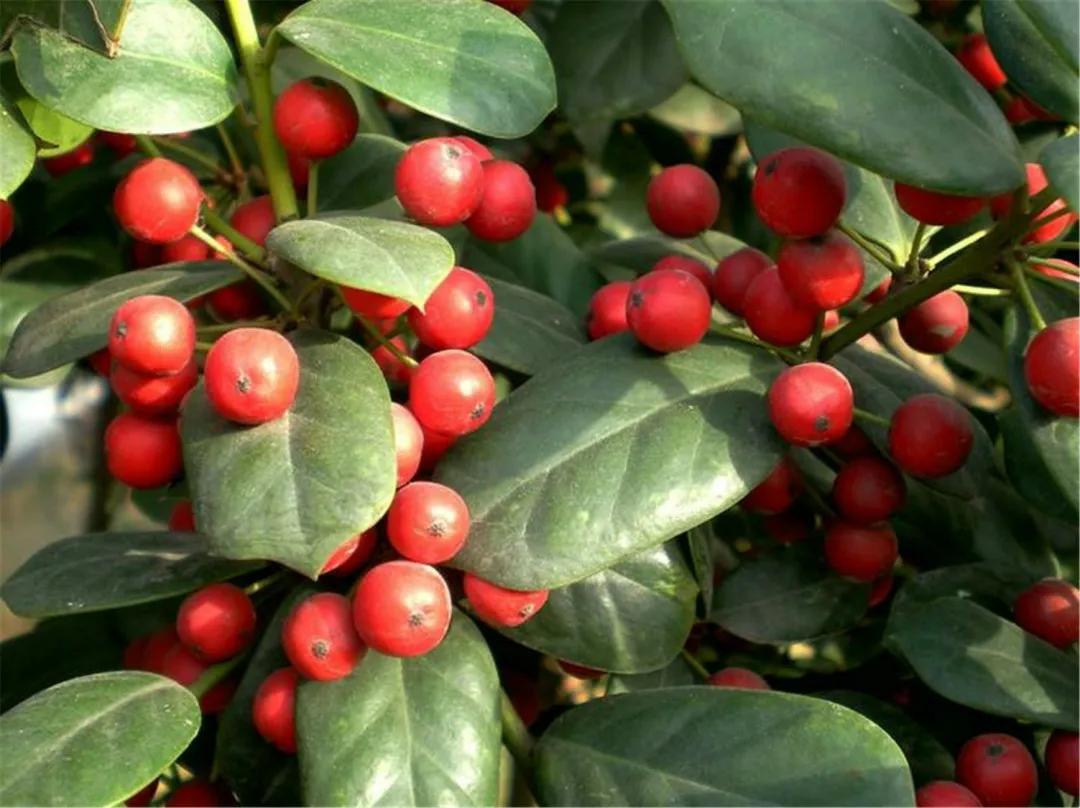 枸骨叶冬青(枸骨叶冬青和冬青树) - 上海苗木信息网