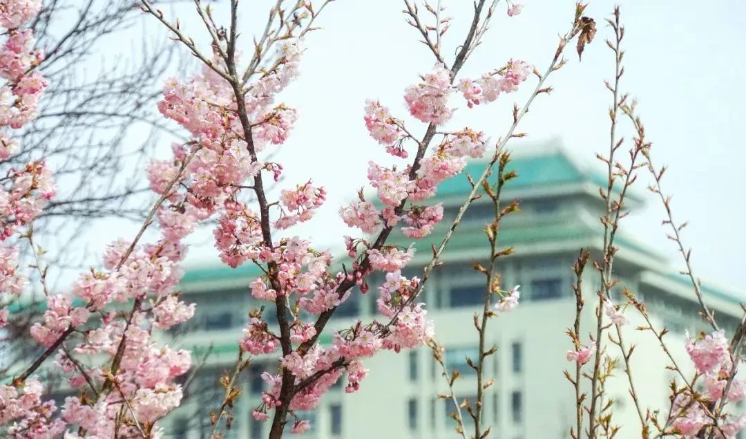 武汉大学的樱花开了！还有这些景点统统免费…