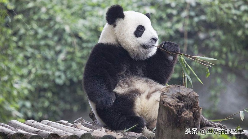 大熊猫是可以出租的？别国租一头你知道要给多少钱吗？