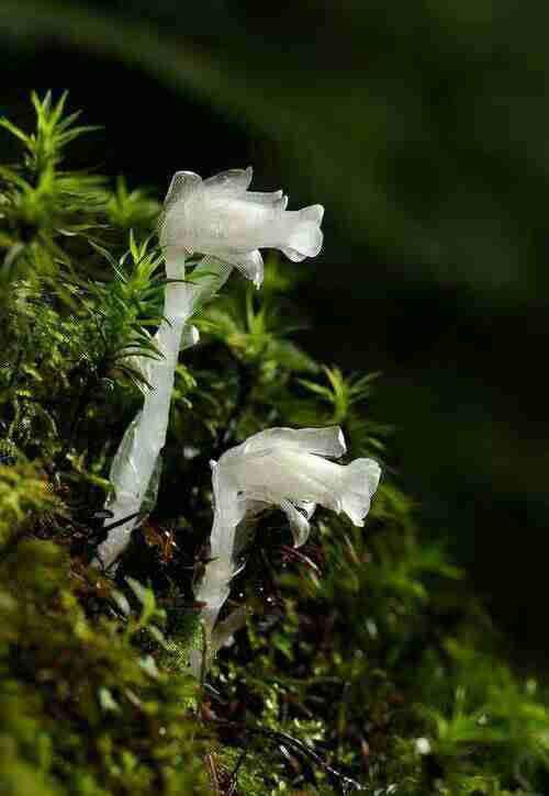 幽兰花图片野生图片