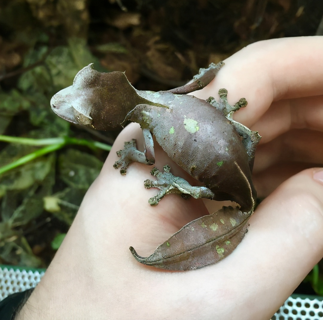 螳(分布在云南南部,海南)南美枯叶螳魏氏奇叶螳螂这是枯叶螳螂的一种