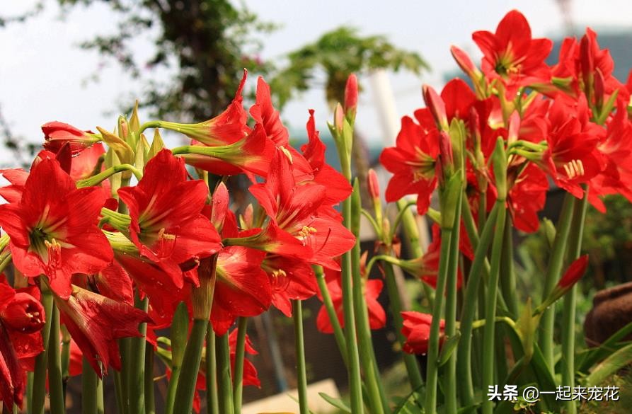 花期长好看又好养的花（分享适合新手的5款懒人花）