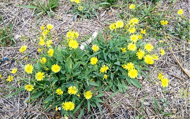 1种野草,人称"剪刀股",又叫黄花菜,价值很高,别忽视