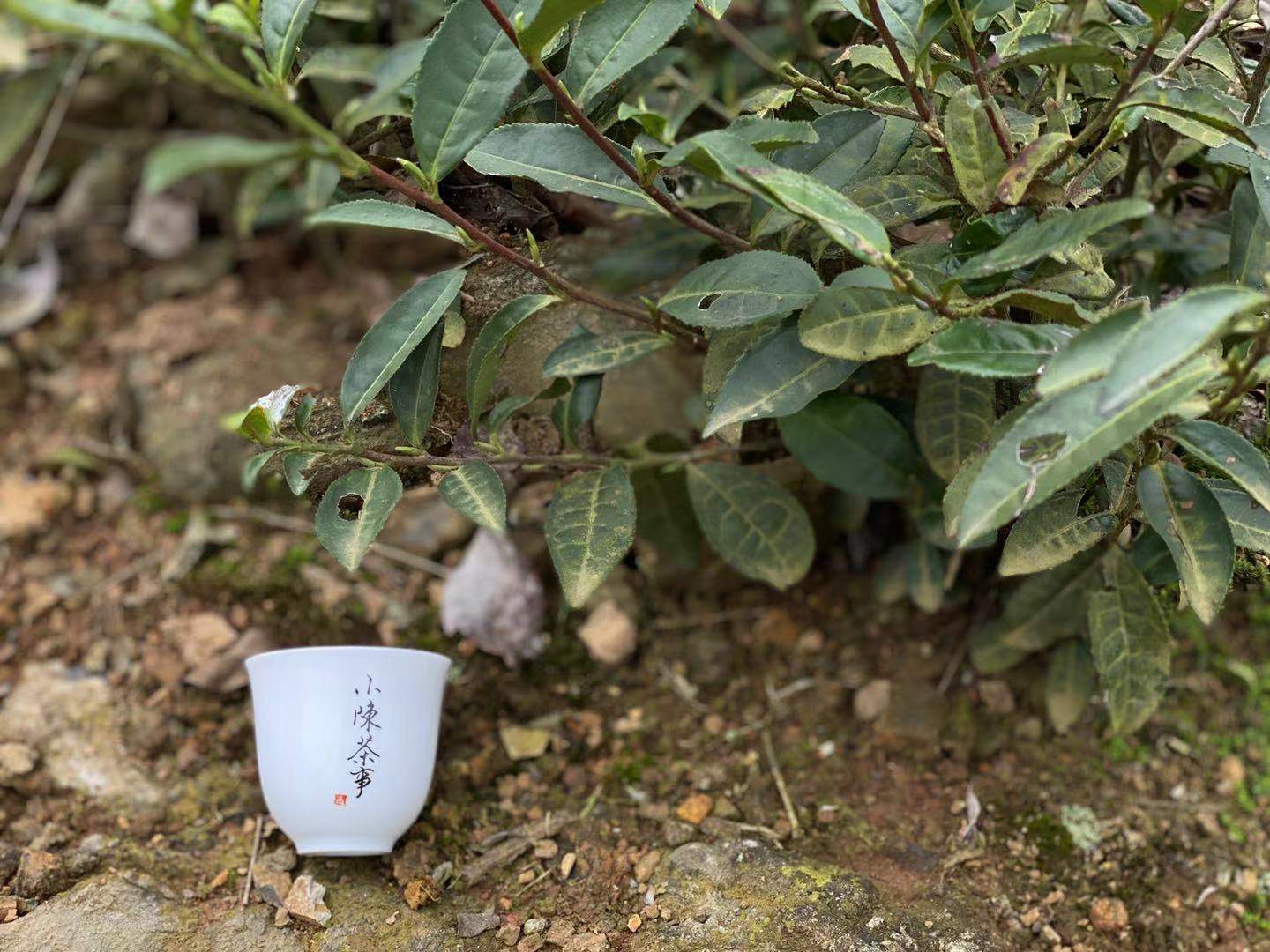 电陶炉煮茶十大品牌排行榜：高效安全实用的煮茶炉推荐