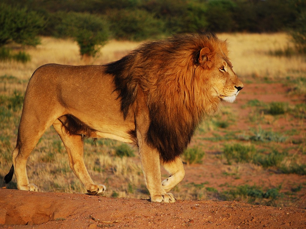 关于狮子的故事图片 _飞翔号