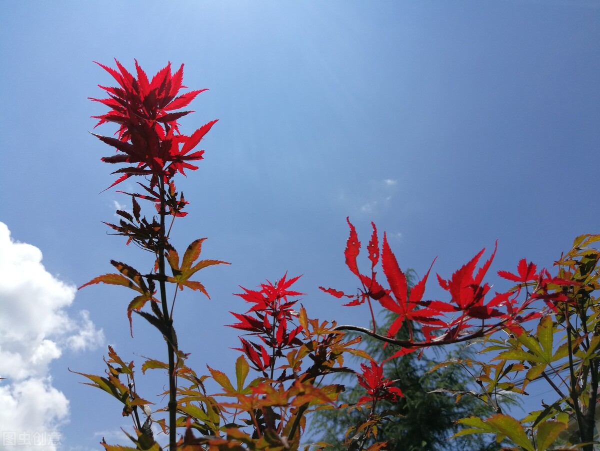 枫叶代表坚韧不拔?来看看它背后的故事