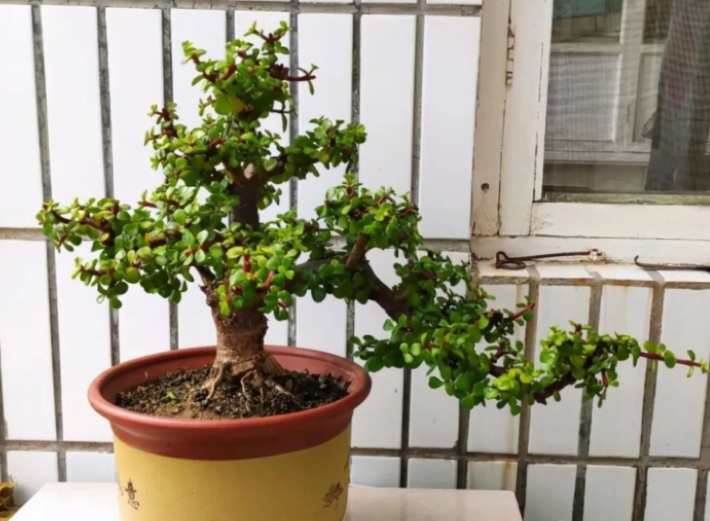 金枝玉叶花卉（金枝玉叶有6怕，难怪叶片哗哗掉，避开枝叶紧凑，二三年成老桩）
