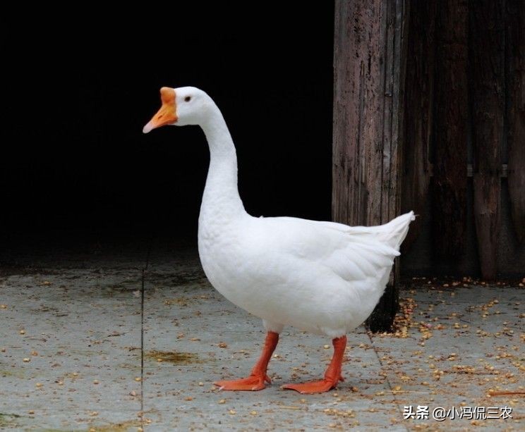 揭秘合同鹅的骗局，从我国养鹅现状，探查合同鹅的真面目