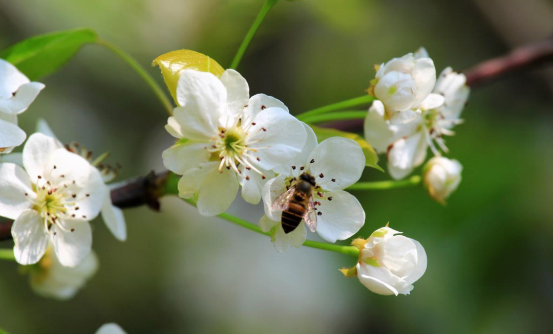 梨花绽放为春来，10首梨花的诗词，在这个美好的季节送给你