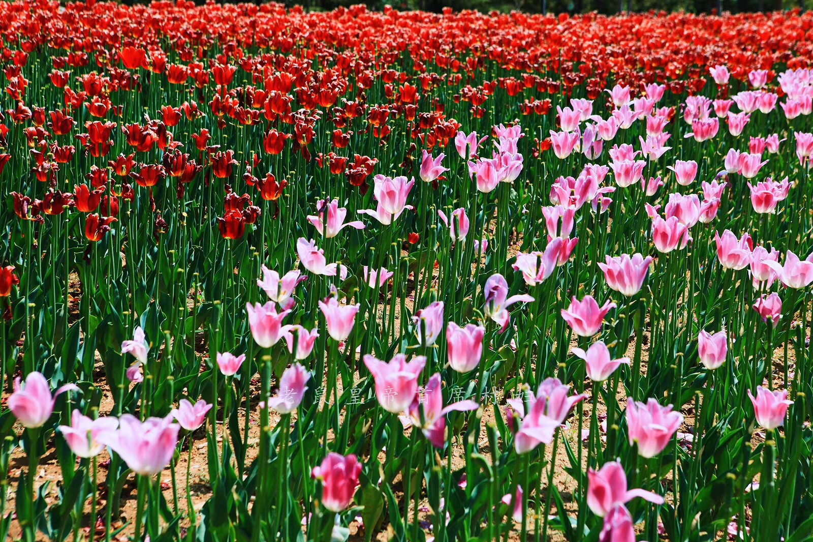 郁金香被荷兰捧为国花，3朵可买一套房，却鲜有人知它根在华夏