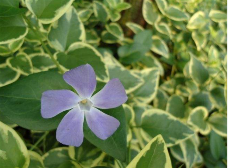 花叶上的小白虫怎么办（花叶小白飞虫出现原因及解决方法）