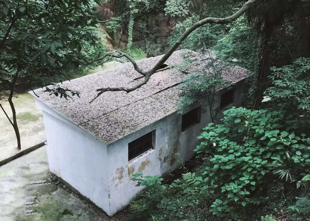 中国春天最美的10座大学，好想回去谈一场恋爱