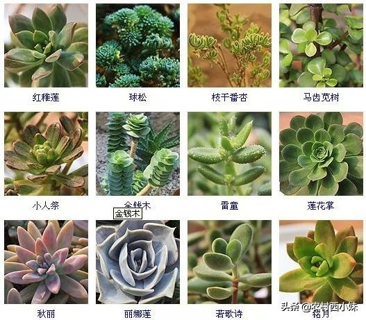 多肉的种类名字（144种多肉植物常见品种名称大全）