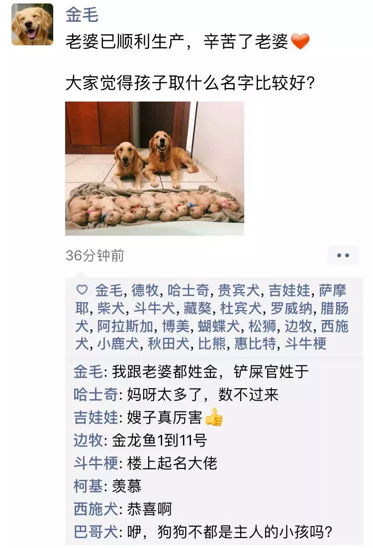 如果狗狗会发朋友圈，是什么样子？