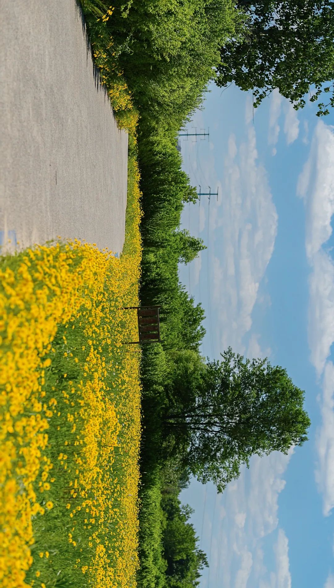 美到炸裂!这几处绝美花海,撑起了整个盛夏的颜值!