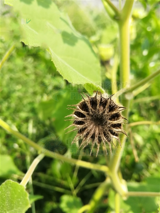 苘麻（Qǐnɡ Má），见过吗？可用于中耳炎，耳鸣，耳聋