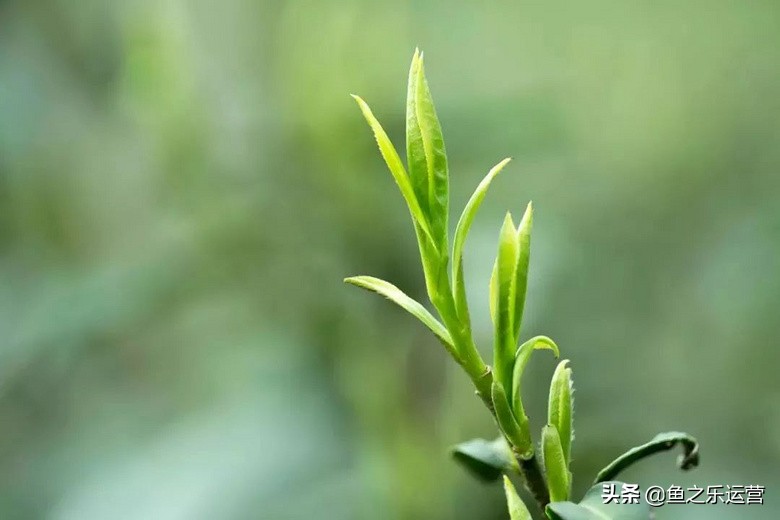 一语茶香，禅庭幽篁——竹叶青