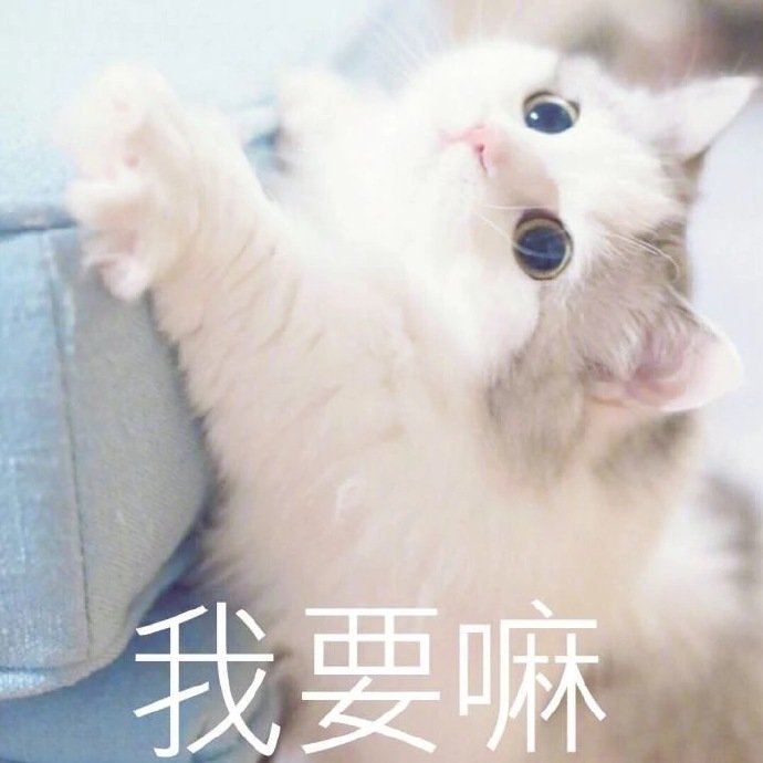 猫咪表情包合集｜小哥哥，处对象吗