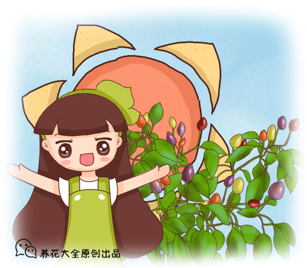 七彩椒的种植方法和时间（家里养盆五彩椒记住4个点）