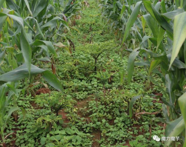 农村魔芋种植项目，每亩收益高达2万元，就是风险特别大