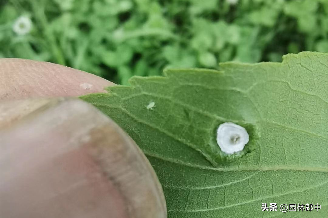 朴树叶片上发现长角状畸形凸起需警惕,可能是朴盾木虱在危害