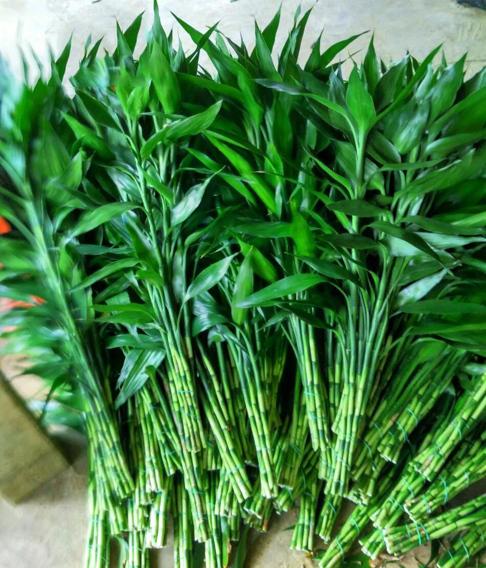 富貴竹多少根招財,富貴竹多少根招財 富貴竹的作用