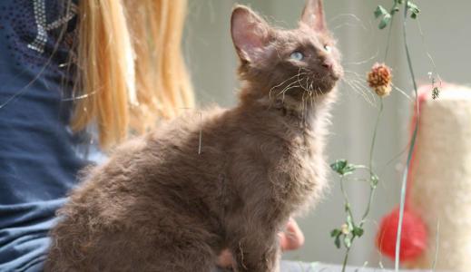 最贵的猫（全球最贵的10种宠物猫咪推荐）