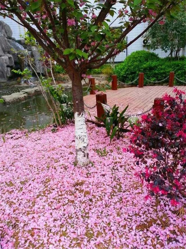 中考包揽昆山前三！这所超优秀的私立学校你了解吗？