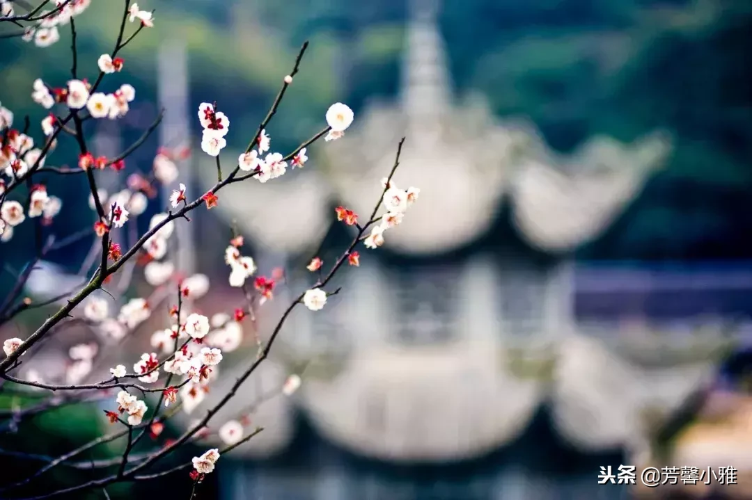 梅花绽放在舞台：做人的优雅风骨与坚韧精神