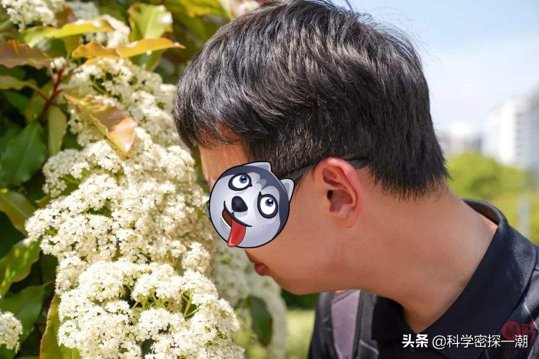 石楠花为什么叫最污花？这种花有特殊的味道-第7张图片