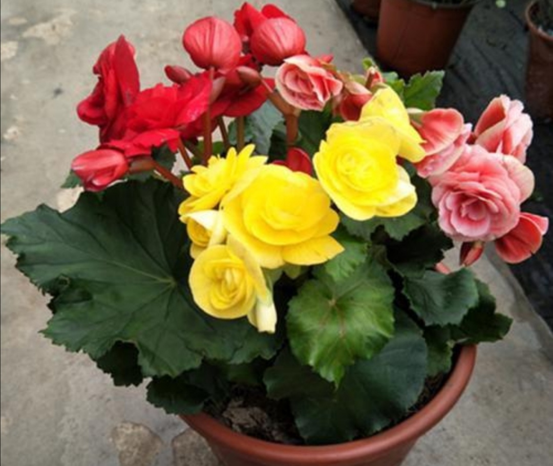 常用耐阴植物有哪些(绿化常用耐阴植物)-花卉知识网