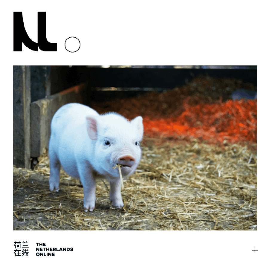 原来，荷兰是个猪猪天堂