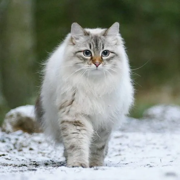 挪威森林猫:传说北欧神话中"女神的猫",怪不得仙气满满