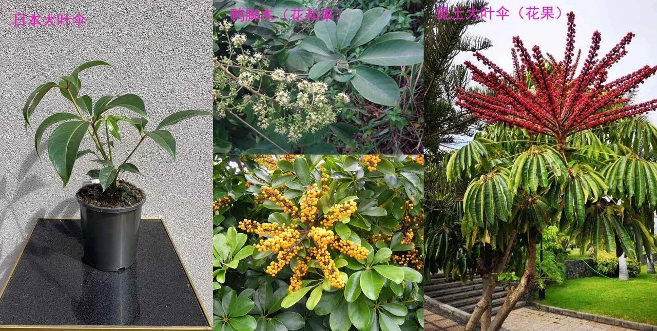 日本大叶伞、鸭脚木和昆士兰伞木，三种耐阴且清新的观叶绿植