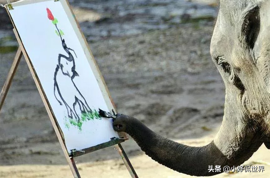 猪可是一点都不笨！一起看看拥有惊人智商的7种非常聪明的动物
