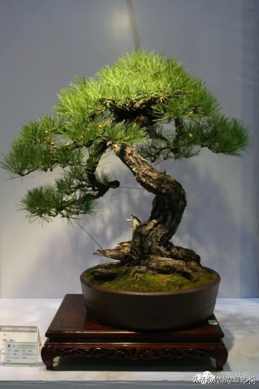 百木之长话青松