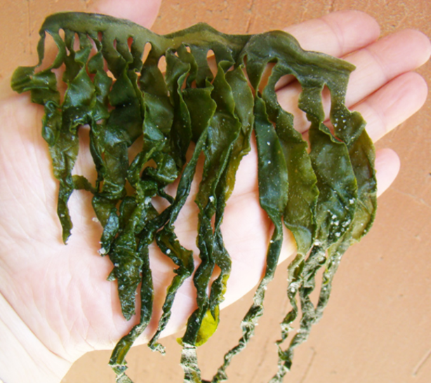 "裙带菜"和"海带"有啥区别?今天才知道,以后不再买错