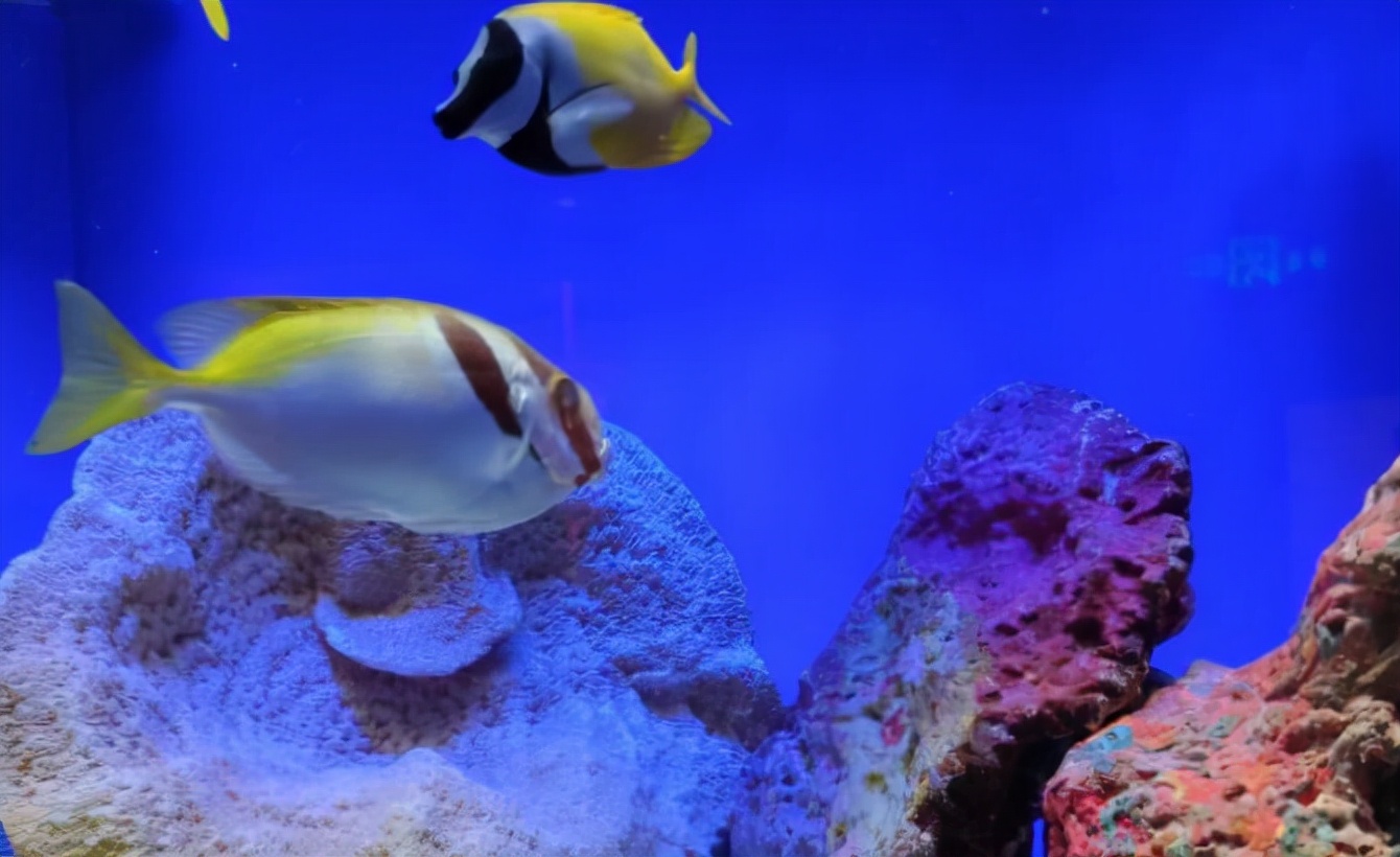 上海水族馆(上海海洋水族馆好玩不？挺好玩，也挺开眼)