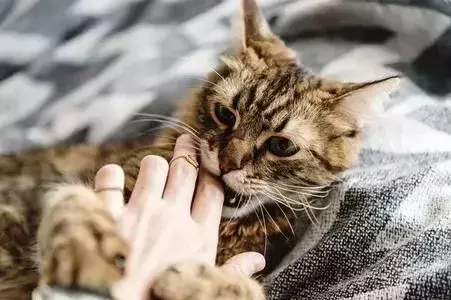 梦到猫,应该如何解梦?