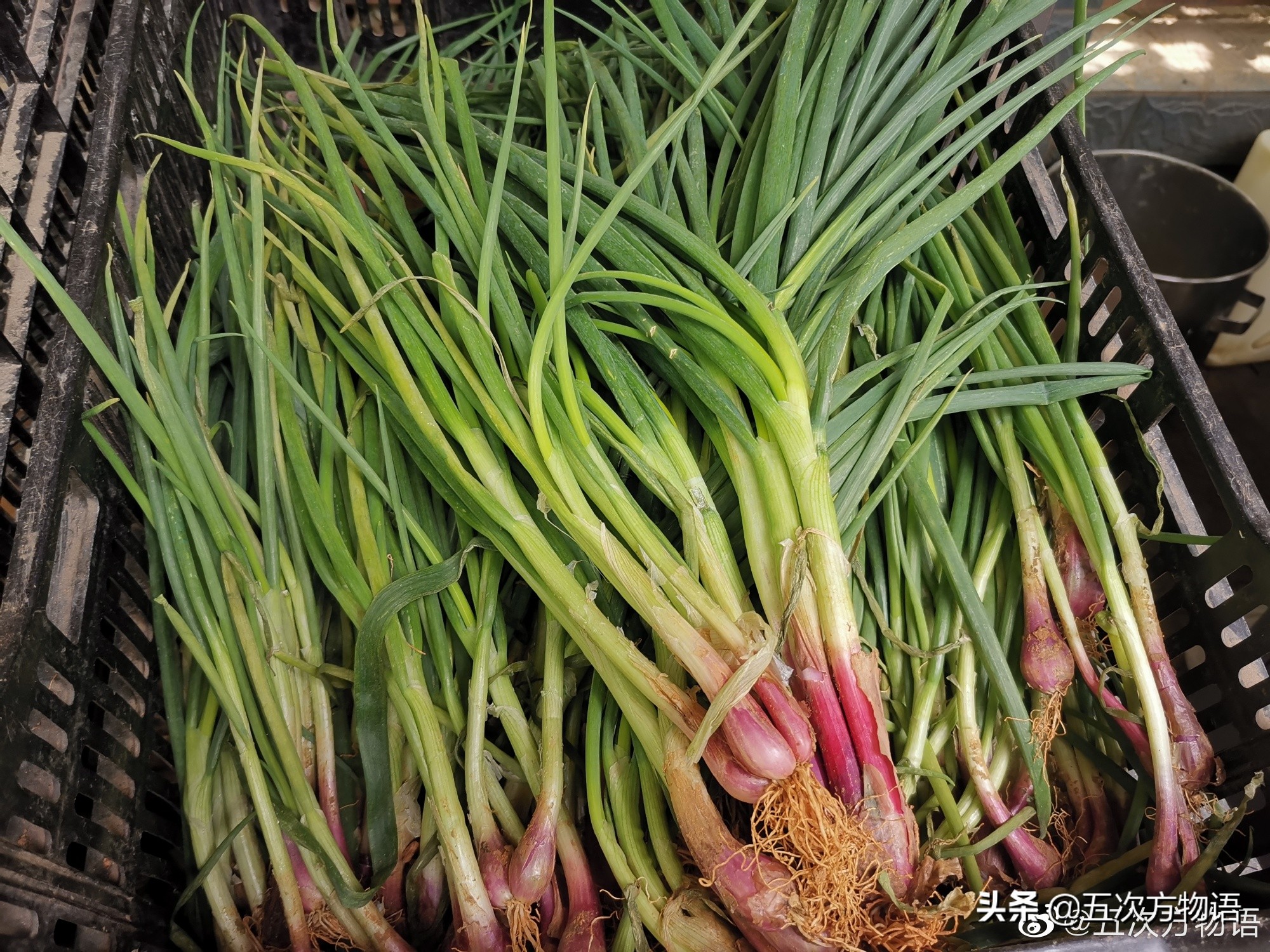 国内葱属蔬菜大全,你认识几个?