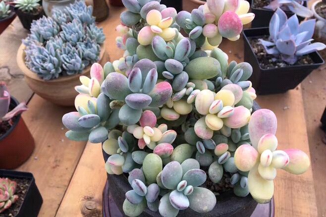 乒乓福娘锦的价格多肉福娘里好看却不容易养好的胖美人