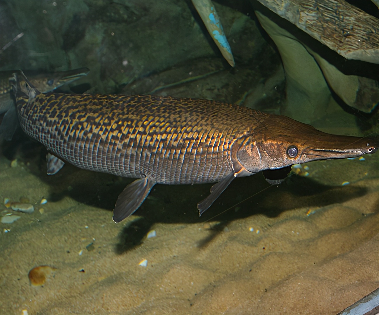 鳄雀鳝入侵广东,最爱吃鱼的广东人,为什么搞不定这种北美巨鱼