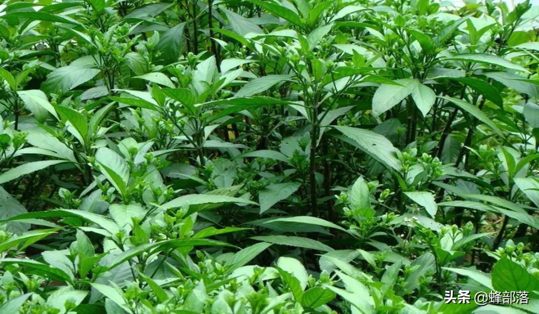 农村种植药材（农村药材种植项目选择推荐）