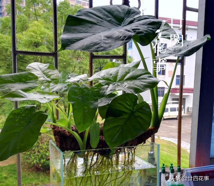 真正适合长期水培的花,是这6种,其余水培是“受罪”,玩玩就好