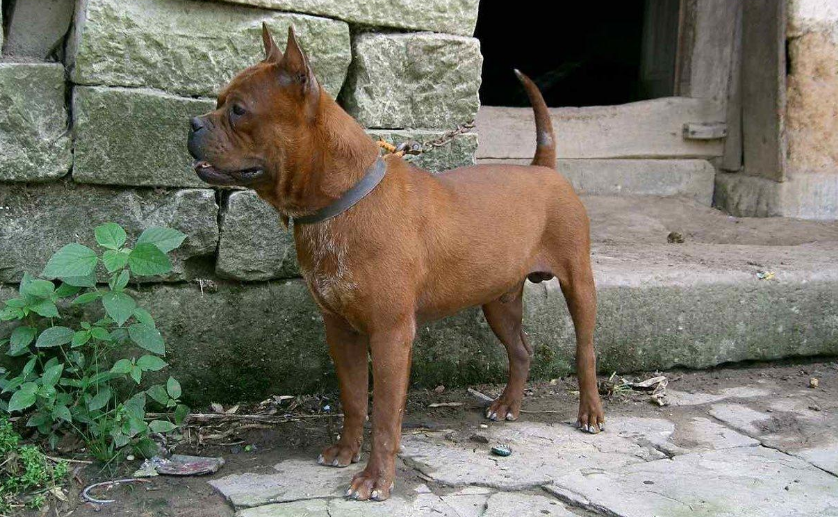 中国本土猛犬，个个都不输美国比特犬