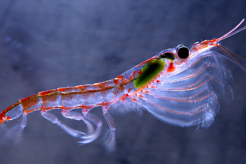 被称为海上金矿的南极磷虾,数个发达国家争锋,中国或成最强黑马