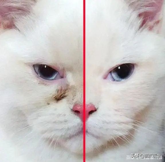 猫咪眼部分泌物不容忽视！预防眼部疾病，清洁和健康饮食很重要