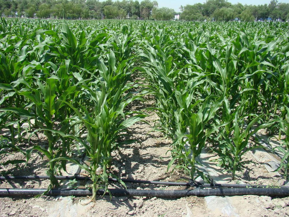 玉米滴灌1玉米膜下滴灌玉米膜下滴灌技术