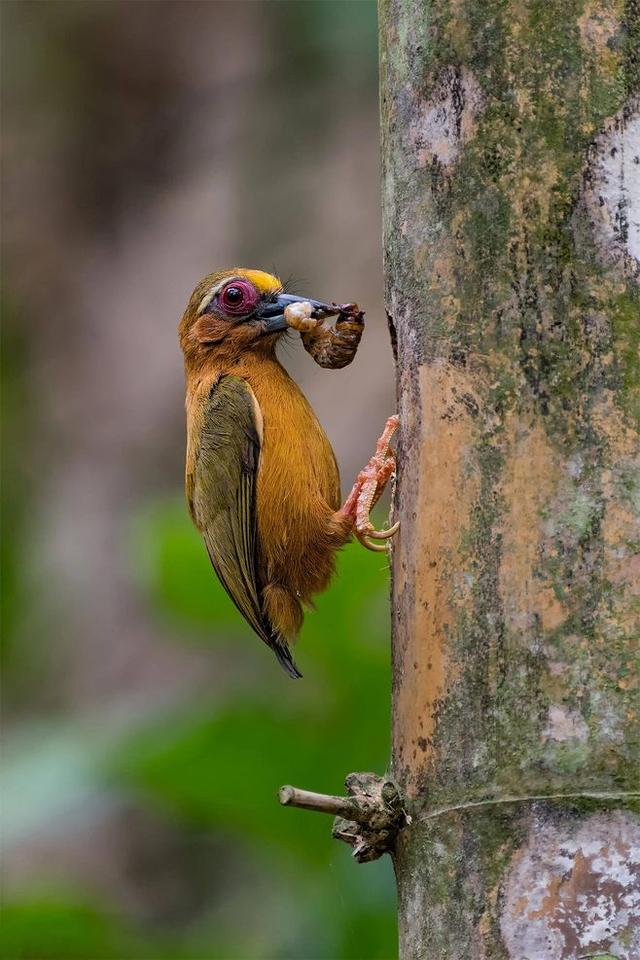 啄木鸟:森林中的"害鸟",并非"森林医生",我们被老师骗了?