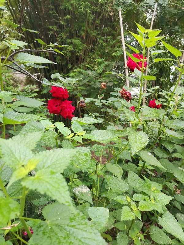 玫瑰花可以吃吗？简单说说6种美食